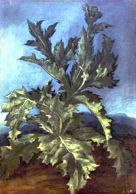 Cardo - Kunsthistorisches Museum